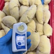 金枕榴莲B果