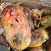 带皮牛苦胆