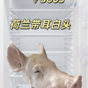 3603猪头