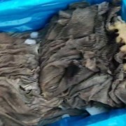 牛羊副产品