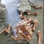 牛棒骨