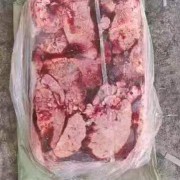 猪肺