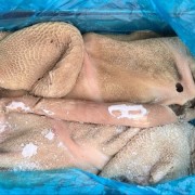 7成熟牛肚带金肚