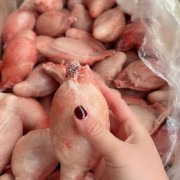 新疆羊宝