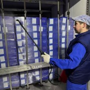 白俄罗斯金钱腱