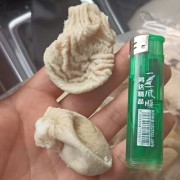 鸡嗉皮