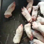 一级母猪带筋蹄