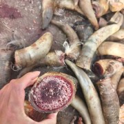 带芯黄牛角