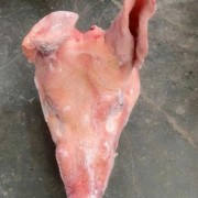 加拿大270A猪