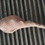 肥猪火腿