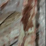肥猪龙骨