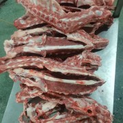 育肥羊加肉羊蝎子