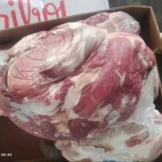 51前腱