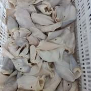 牛耳片