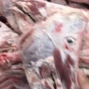猪头骨