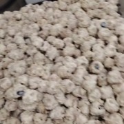 熟牛眼睛