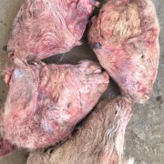 小羊头