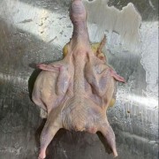 带头去爪开胸鹌鹑