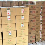 沾化冬枣