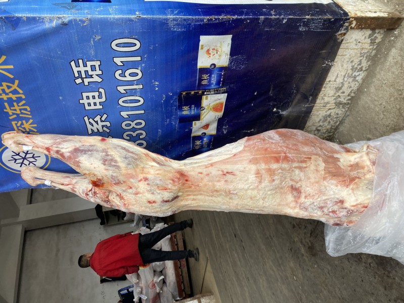 大羊酮体 51厂