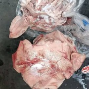 肥猪二级带耳头