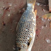 鲤鱼