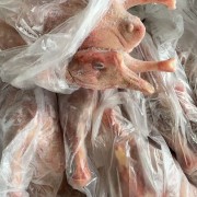 东北二光中龄鹅