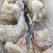 大日期麻脚鸡