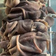 熟羊肚 支持样品