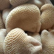 金钱肚支持样品