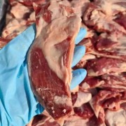 国产羔羊月牙骨