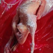 二级掏肚老麻鸭