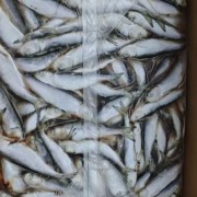 宠物食品小鲱鱼