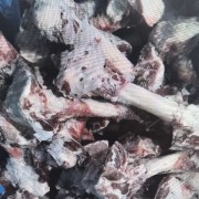 羔羊腿骨86厂