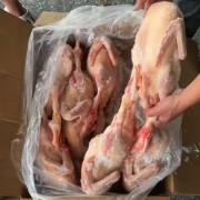 A级老鸭