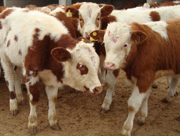 山东荣成进口1947头澳洲肉牛 全国单次进口最大单